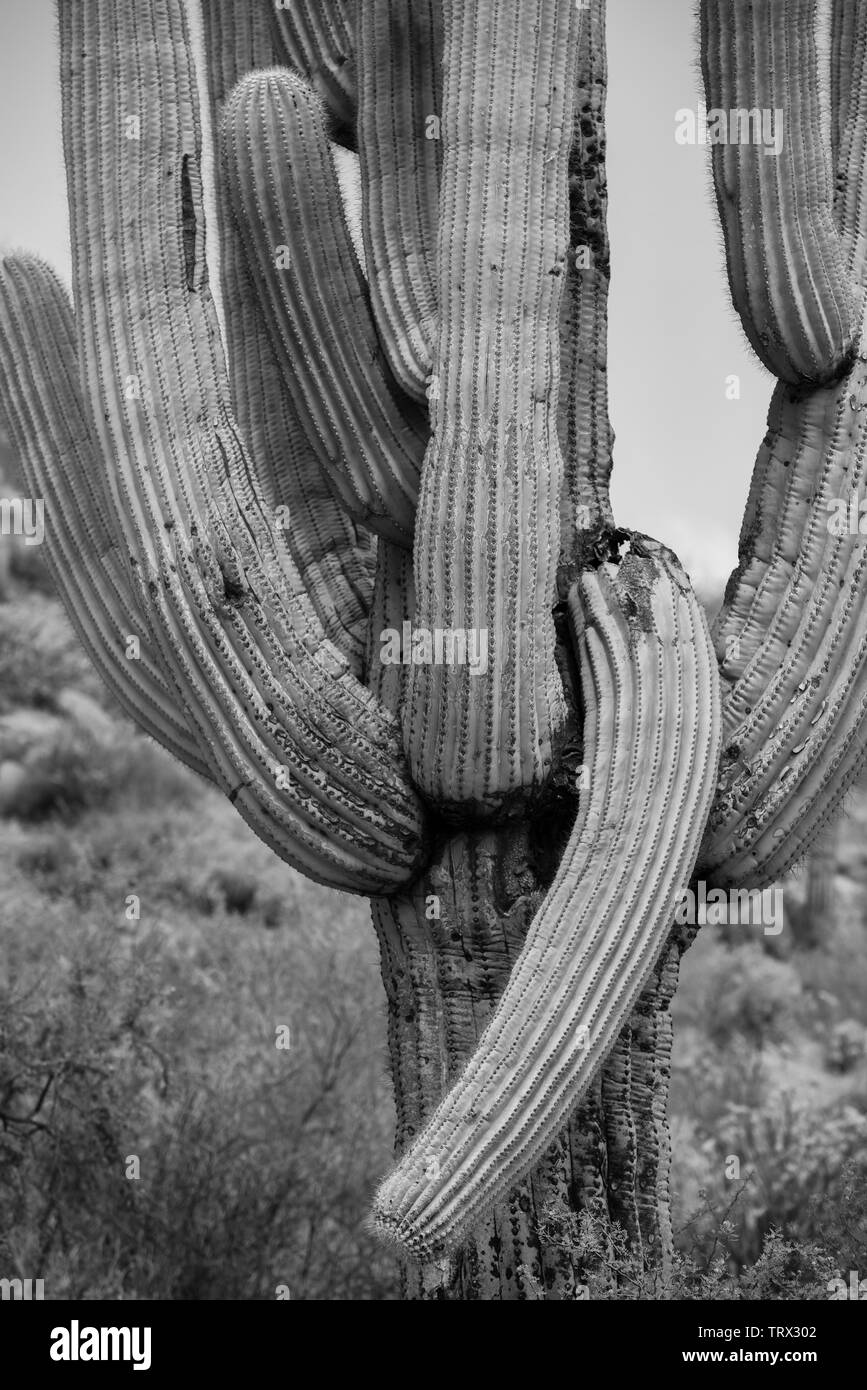 The famous Saguaro cactus of the Arizona Desert Stock Photo