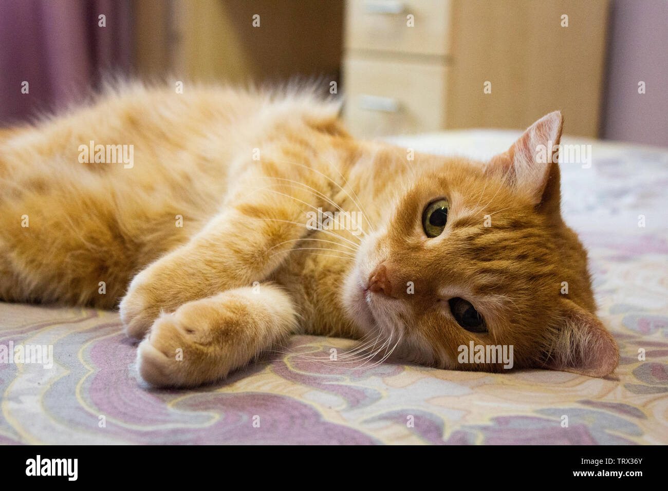 Red cat looking into the camera. The cat is resting on the bed. Cat's eyes. copy space Stock Photo