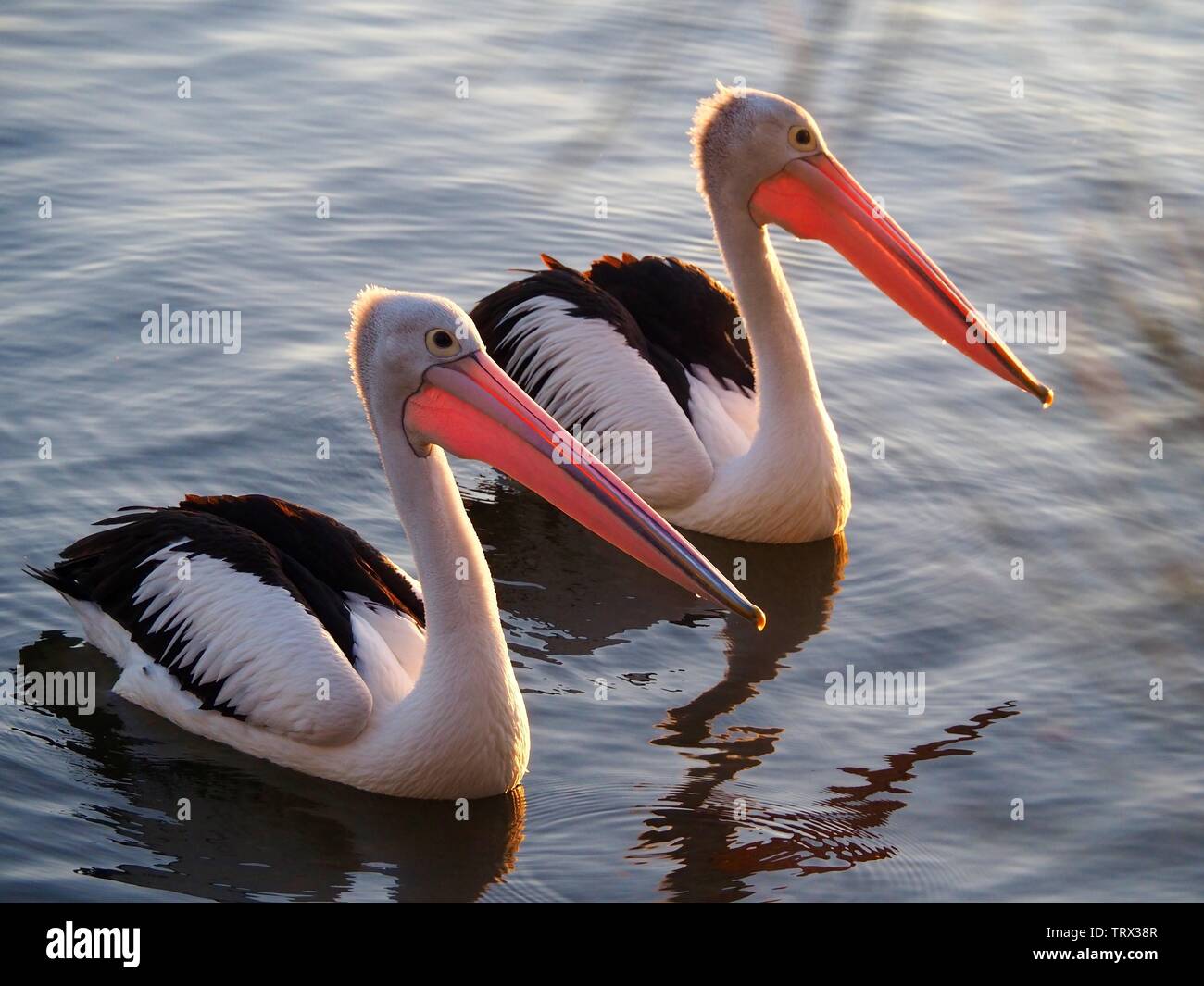 Two large Australian pelicans closeup, floating serenely, the afternoon sunlight making their colourful pink throat pouches glow, Bellinger River Stock Photo