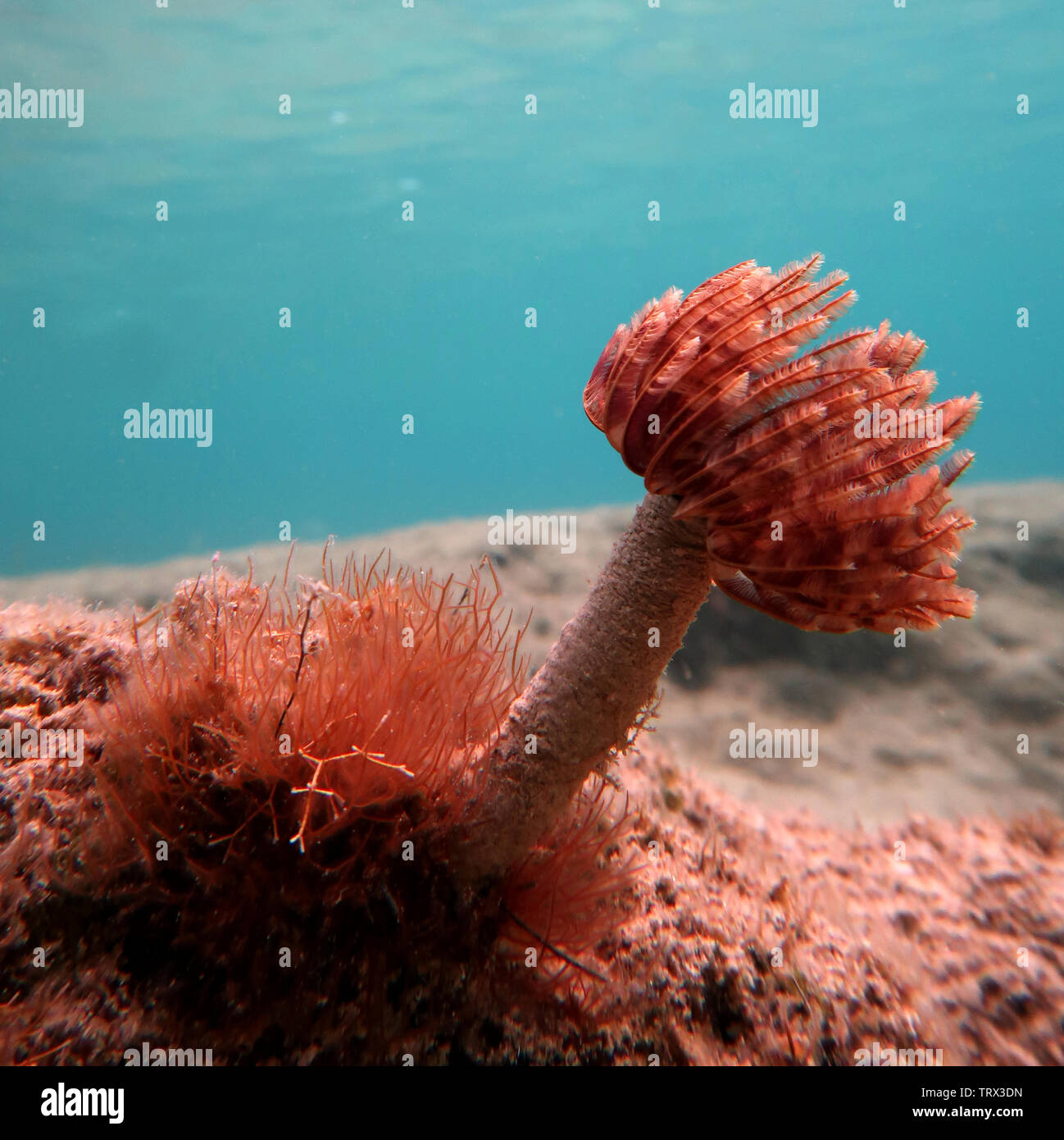 Reddish ocean feather duster (tube worm) Stock Photo