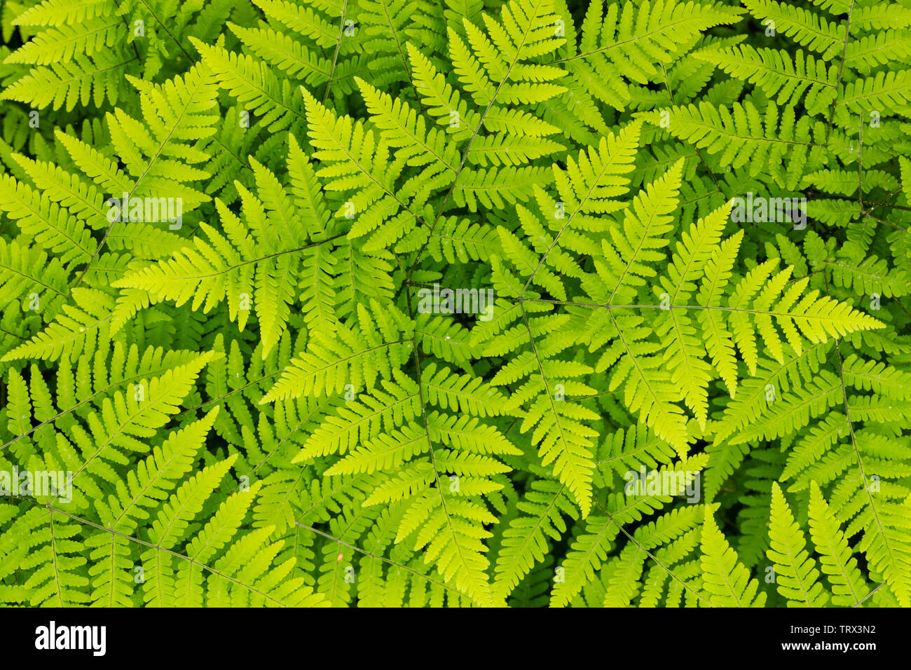 Closeup of intertwined fern leaves in Chugach National Forest in Southcentral Alaska. Stock Photo