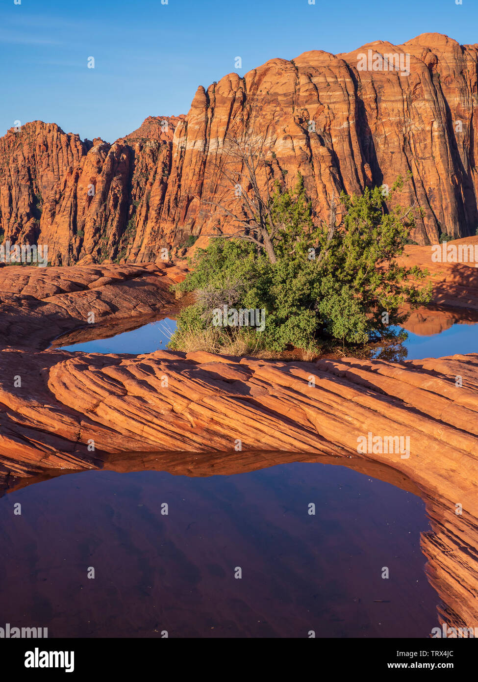 Waterfilled pothole, Petrified Dunes, Snow Canyon State Park near