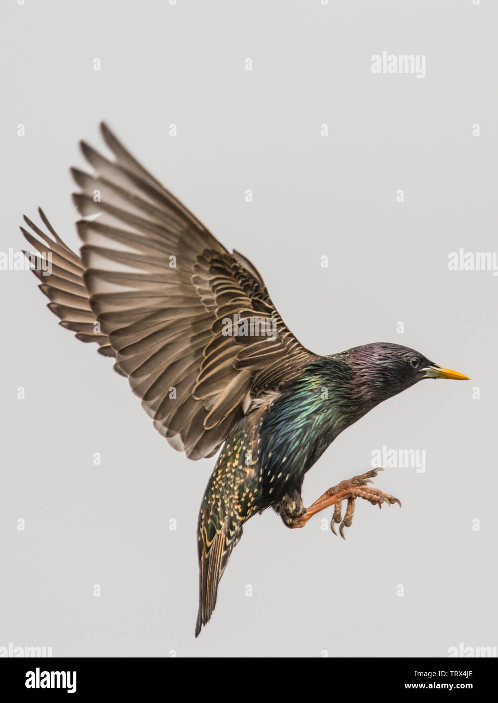 Starling, Wild Birds, In Flight in a British Garden, Stock Photo