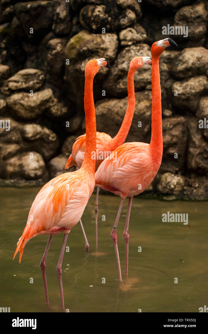 Greater Flamingo (Phoenicopterus ruber is rare in the US. Found on expansive mudflats, foraging in shallow water. Stock Photo