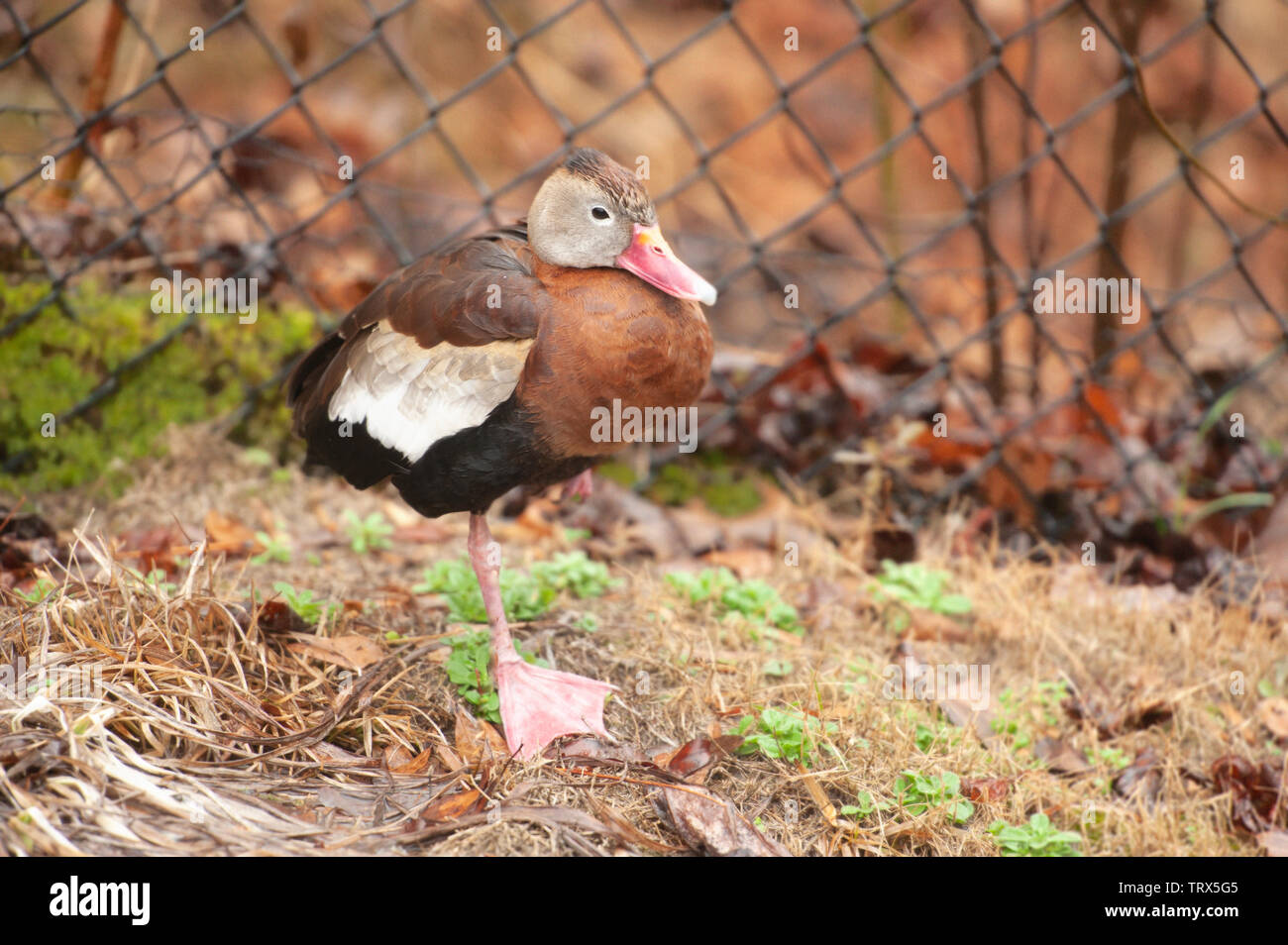 Black-bellied Whistling Duck (Dendrocygna autumnalis) stands on one leg on a wooden railing at a bird park. This is an adult duck. Stock Photo