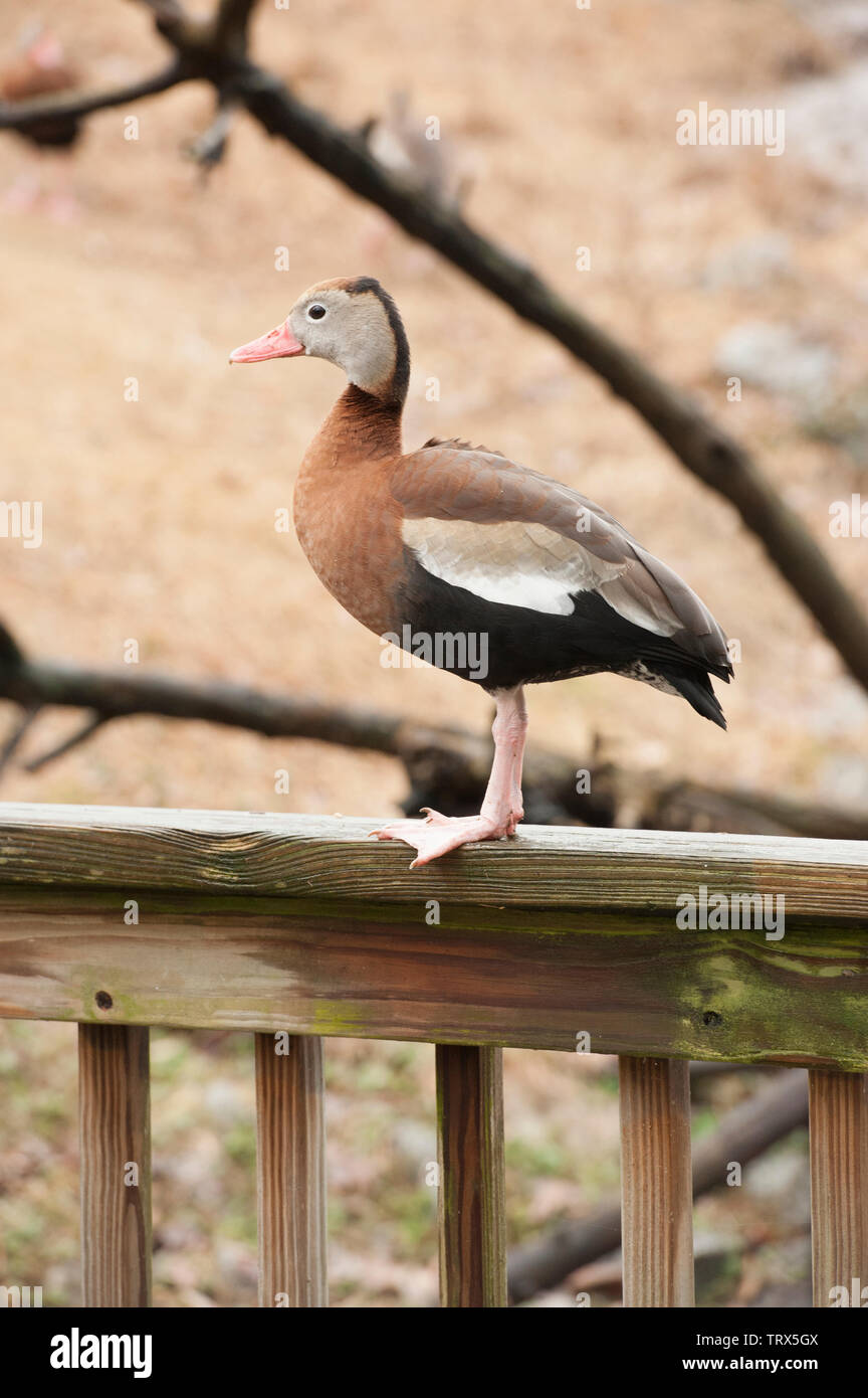 Black-bellied Whistling Duck (Dendrocygna autumnalis) stands on a wooden railing at a bird park. This is an adult duck. Stock Photo