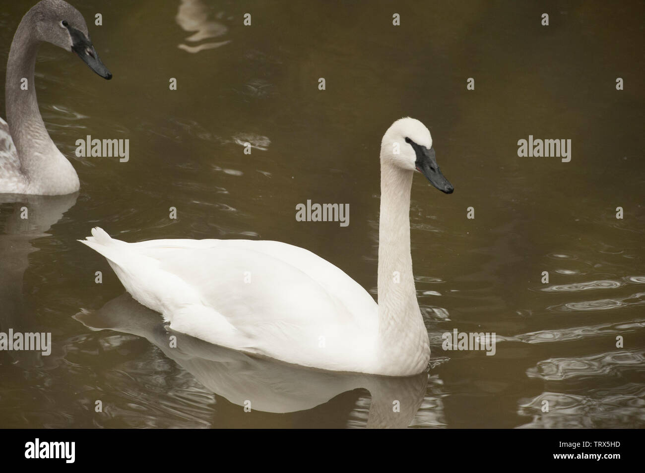 Two Adult White Trumpeter Swans Followed By A Juvenile Trumpeter Swan Cygnus Buccinator Swim In A Pond Stock Photo Alamy