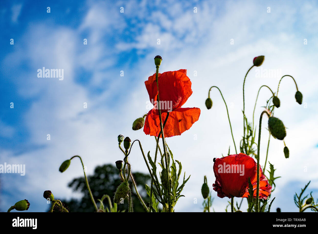 A group of beautiful bright red poppy flowers with blurry clouds in the ...