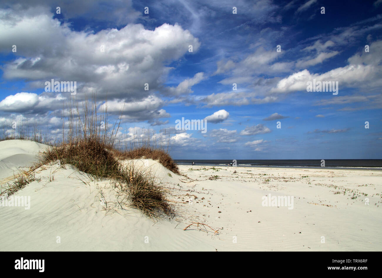 Cumberland Island National Seashore is famous for its vast beaches, its extensive trail network, and also for its resident population of wild horses Stock Photo
