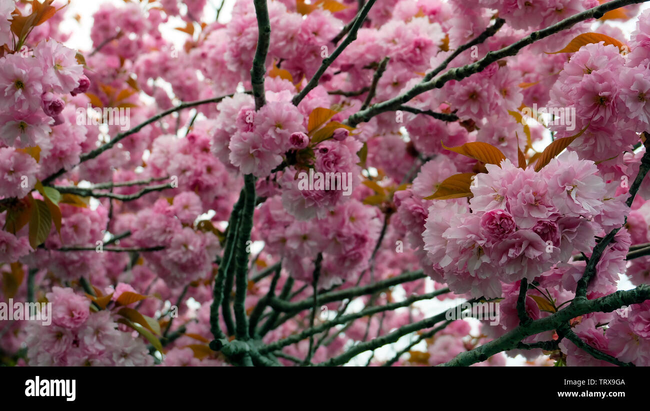 Double cherry blossom branches, also known as yae zakura, a type of sakura with multiple layers of petals, in full bloom. Stock Photo