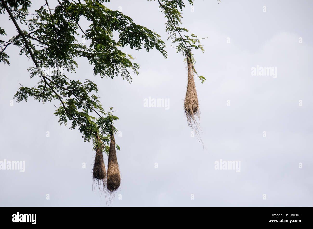 The oropendolas live in colonies and built their sack-shaped nests in tall trees. Stock Photo