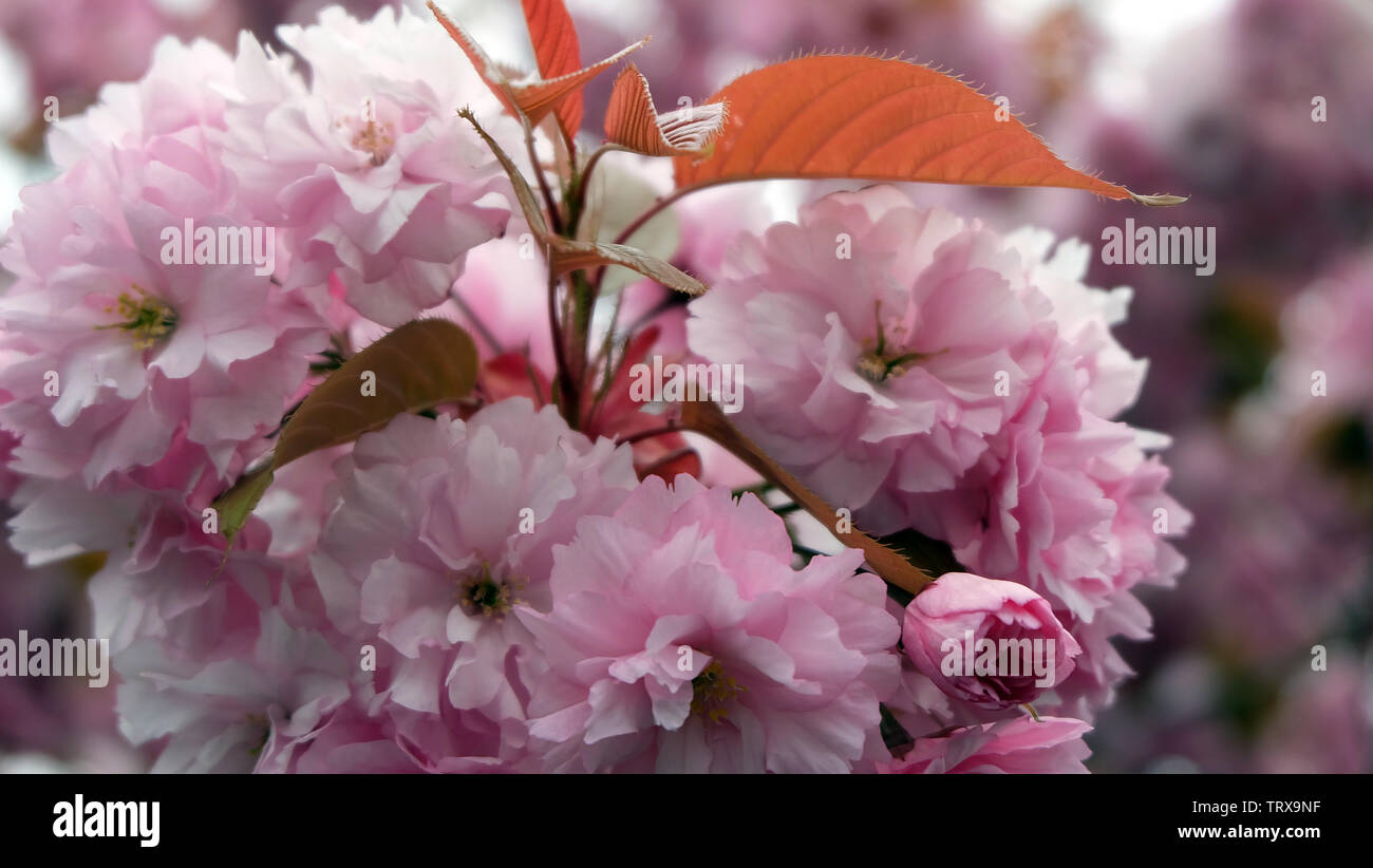Closeup of double cherry blossom, also known as yae zakura, a type of sakura with multiple layers of petals, in full bloom. Stock Photo