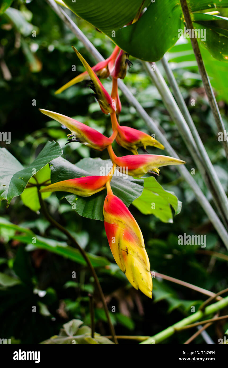 Heliconia in the wild at the San Lorenzo National Park in Panama Stock Photo
