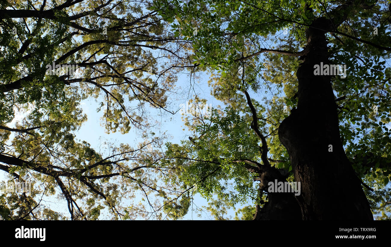 Canopies of tall trees with green leaves, view from ground facing skywards. Stock Photo