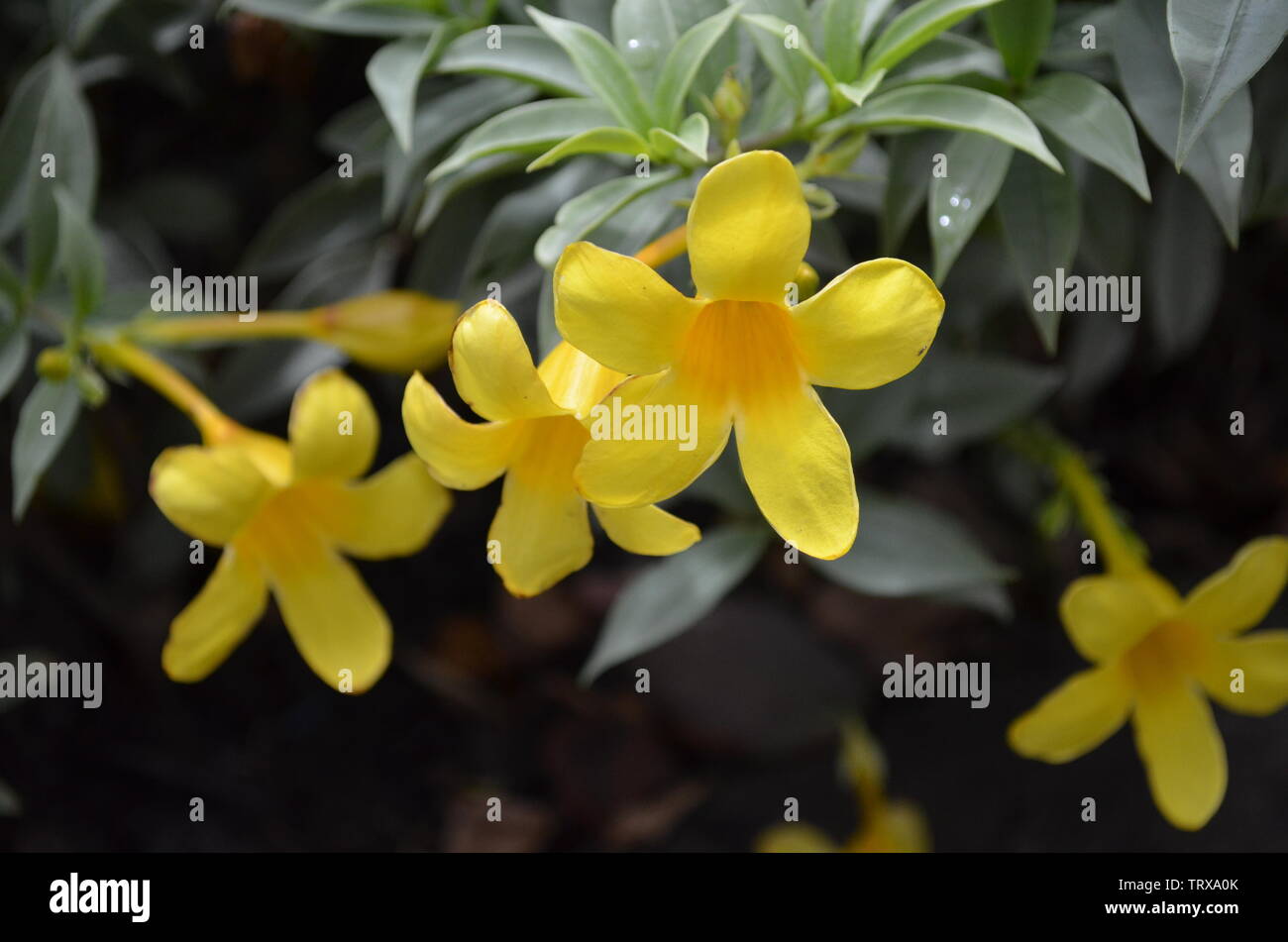 Beautyful flower in the garden. flowering plant. Allamanda. Stock Photo