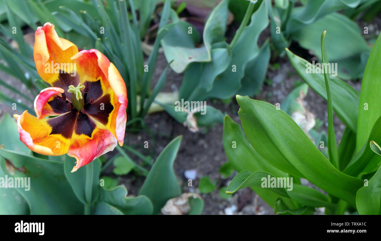 A bi-color tulip of red and orange. View from top. Stock Photo