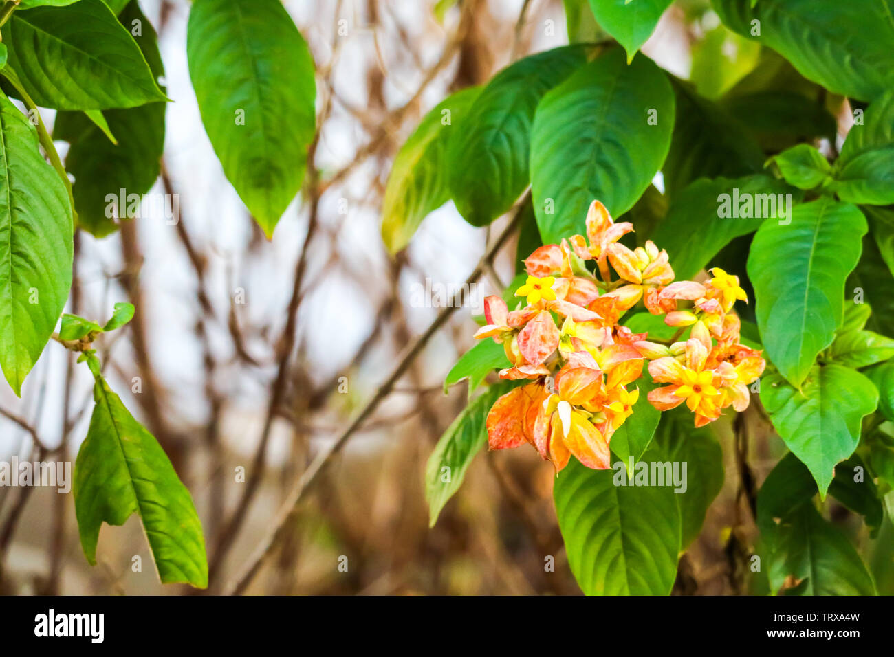 The calyx expanded into five lobe of orange pink yellow and with soft short hairs according to the branches The bottom leaves, flower petals Stock Photo