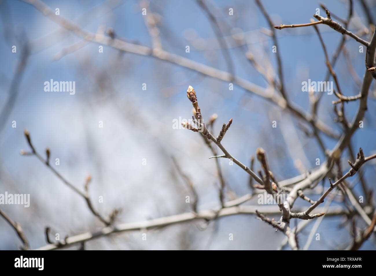 Young buds on a branch of a fruit tree pear in early spring close-up. Horizontal photography Stock Photo