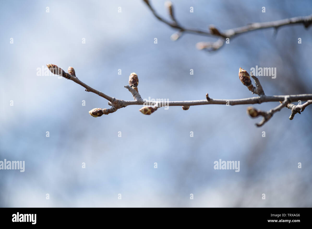 Young buds on a branch of a fruit tree pear in early spring close-up. Horizontal photography Stock Photo