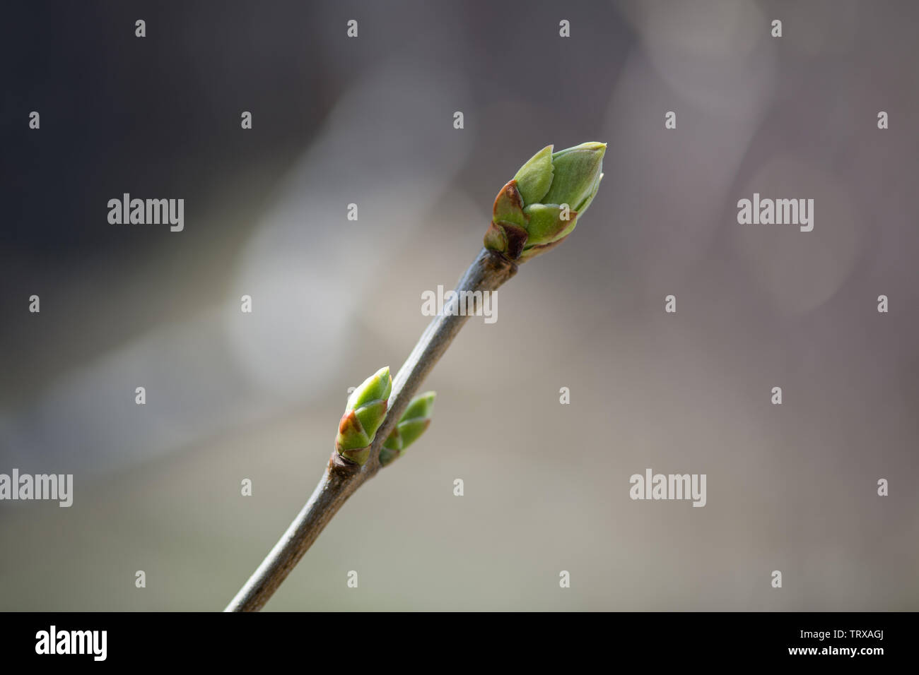 Young buds on a branch of purple lilac in early spring close-up on a blurred background. Horizontal photography Stock Photo