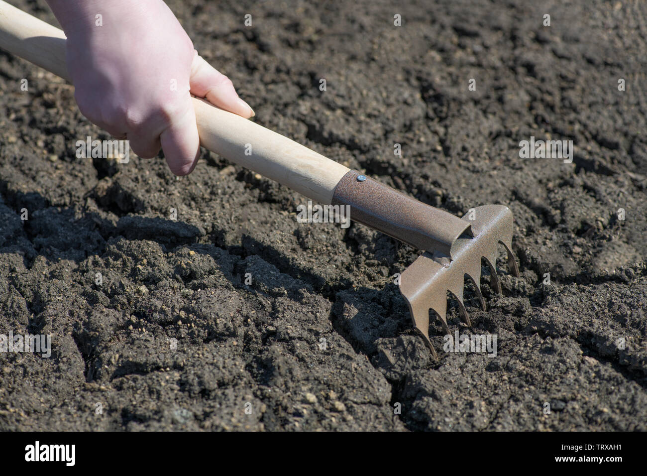 A fragment of the hand of a woman farmer, who holds a rake and loosens ...