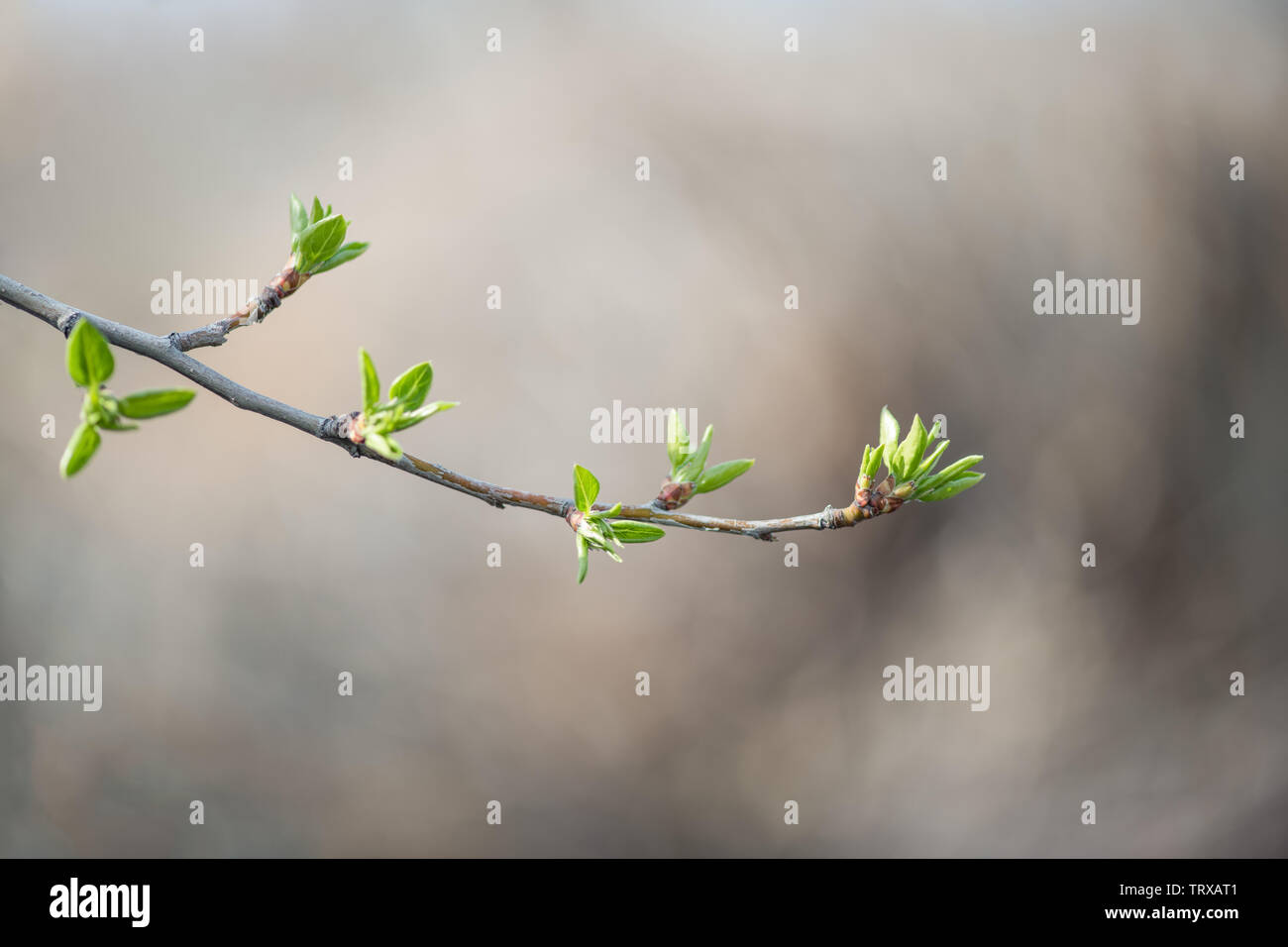 Young green leaves on a branch of lilac in early spring. Horizontal photography Stock Photo