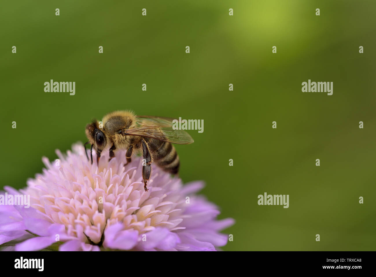Closeup of a honeybee on a purple meadow flower in the summer Stock Photo