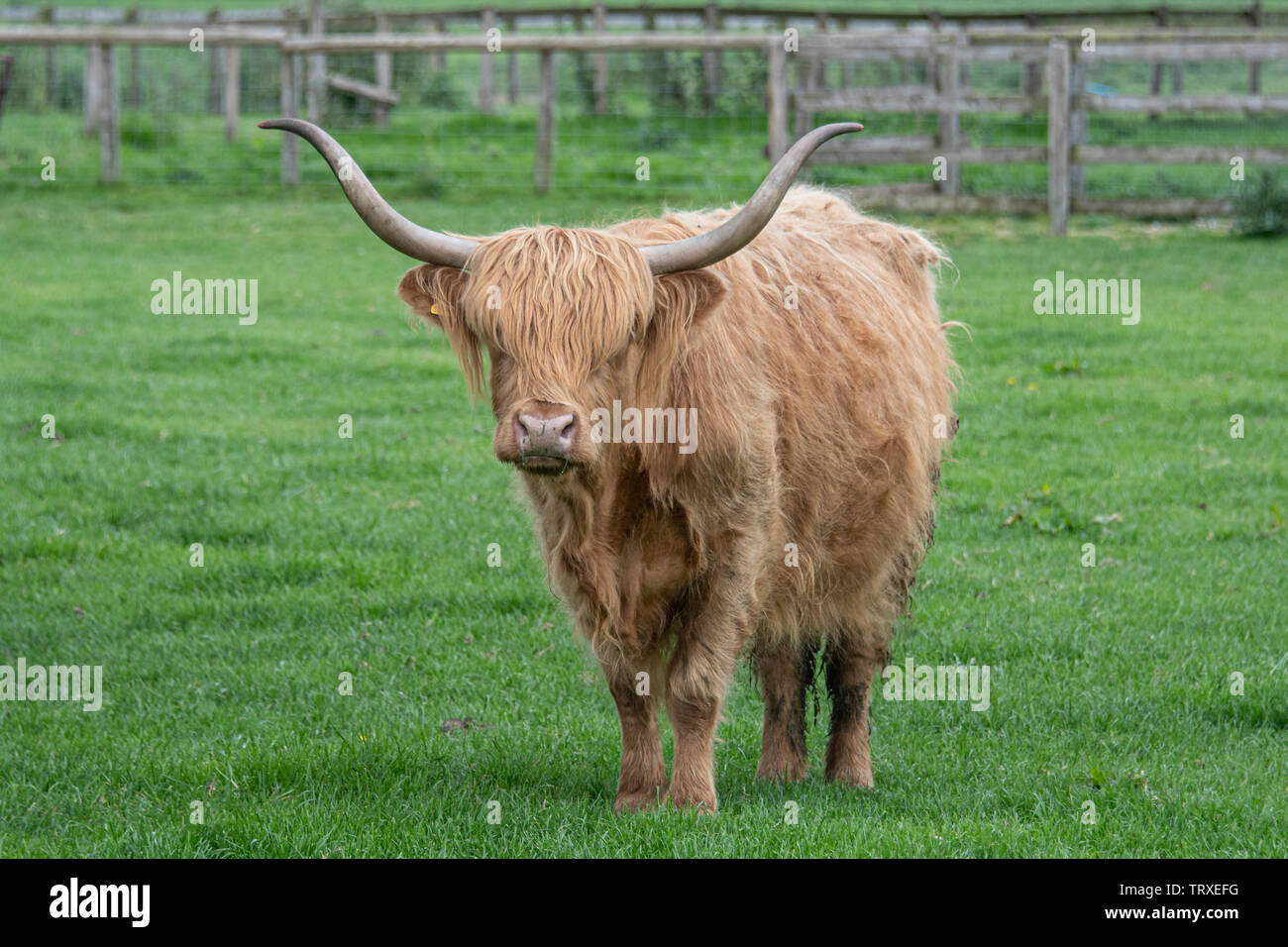 A single long horned highland cattle cow stands in the meadow staring at the camera Stock Photo