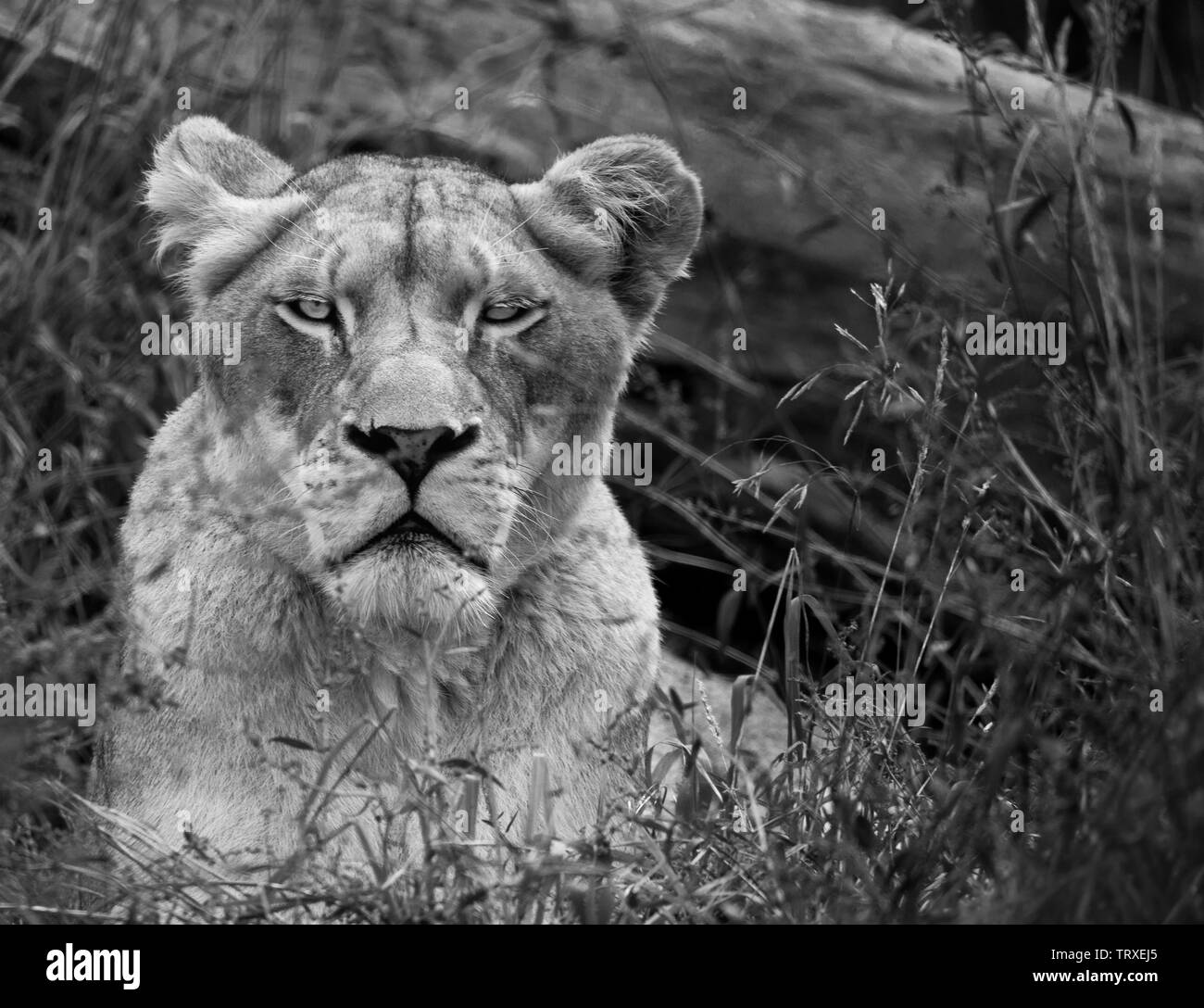 A black and white portrait of a resting lioness after the photographer has caught her attention at the zoo. Stock Photo