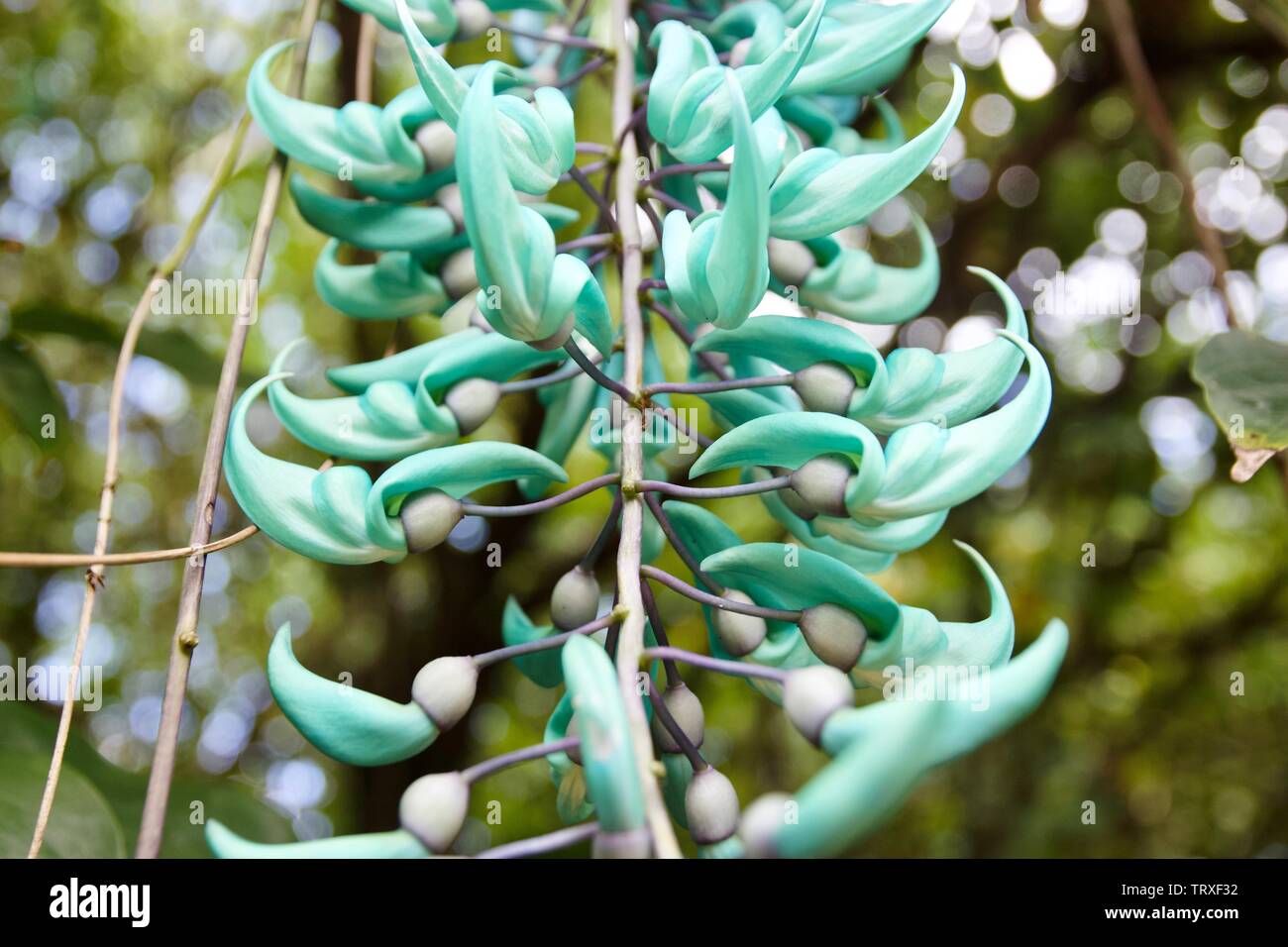 Turquoise jade vine hi-res stock photography and images - Alamy