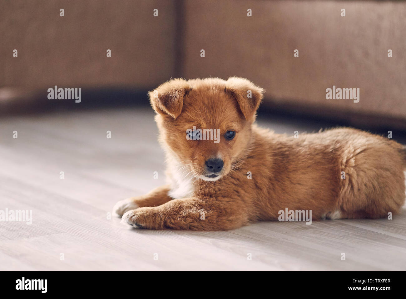 Beautiful cute puppy is lying on the bright floor in the apartment and ...