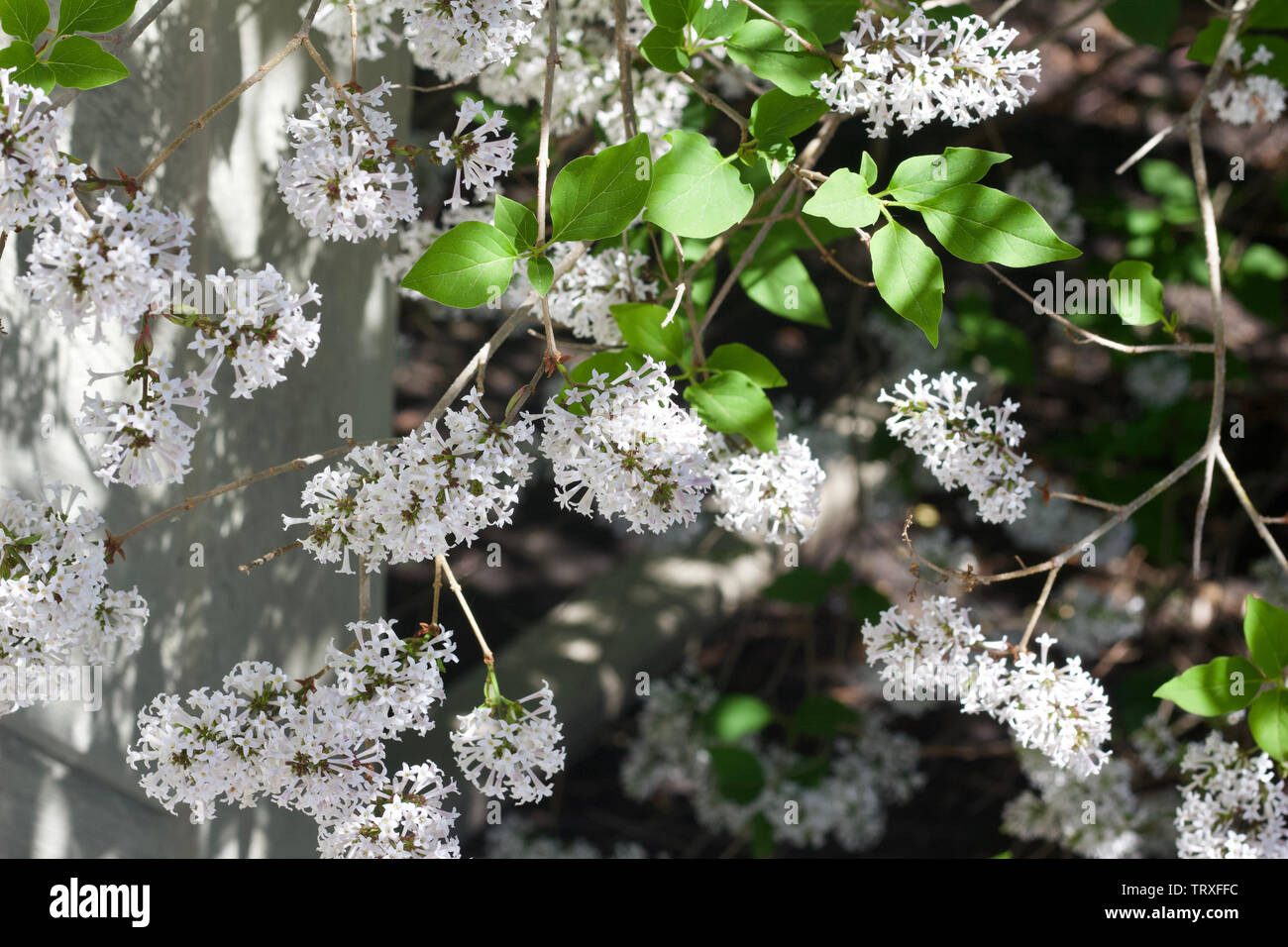 Korean Lilac Stock Photos Korean Lilac Stock Images Alamy