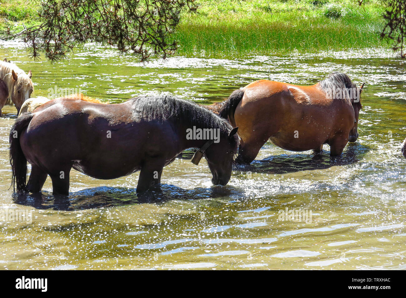 Wild horses in Aran valley in the Catalan Pyrenees, Spain Stock Photo