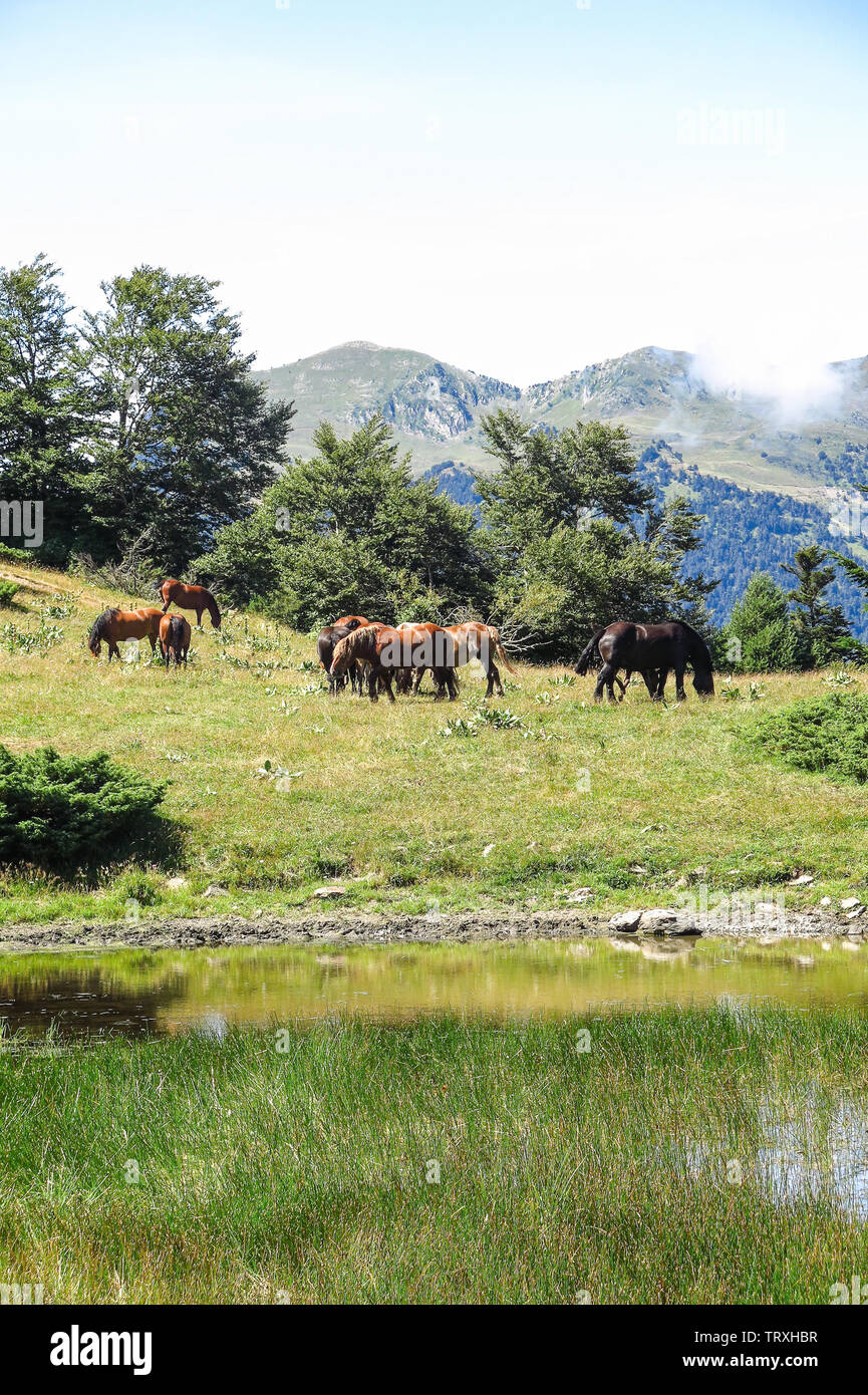 Wild horses in Aran valley in the Catalan Pyrenees, Spain Stock Photo