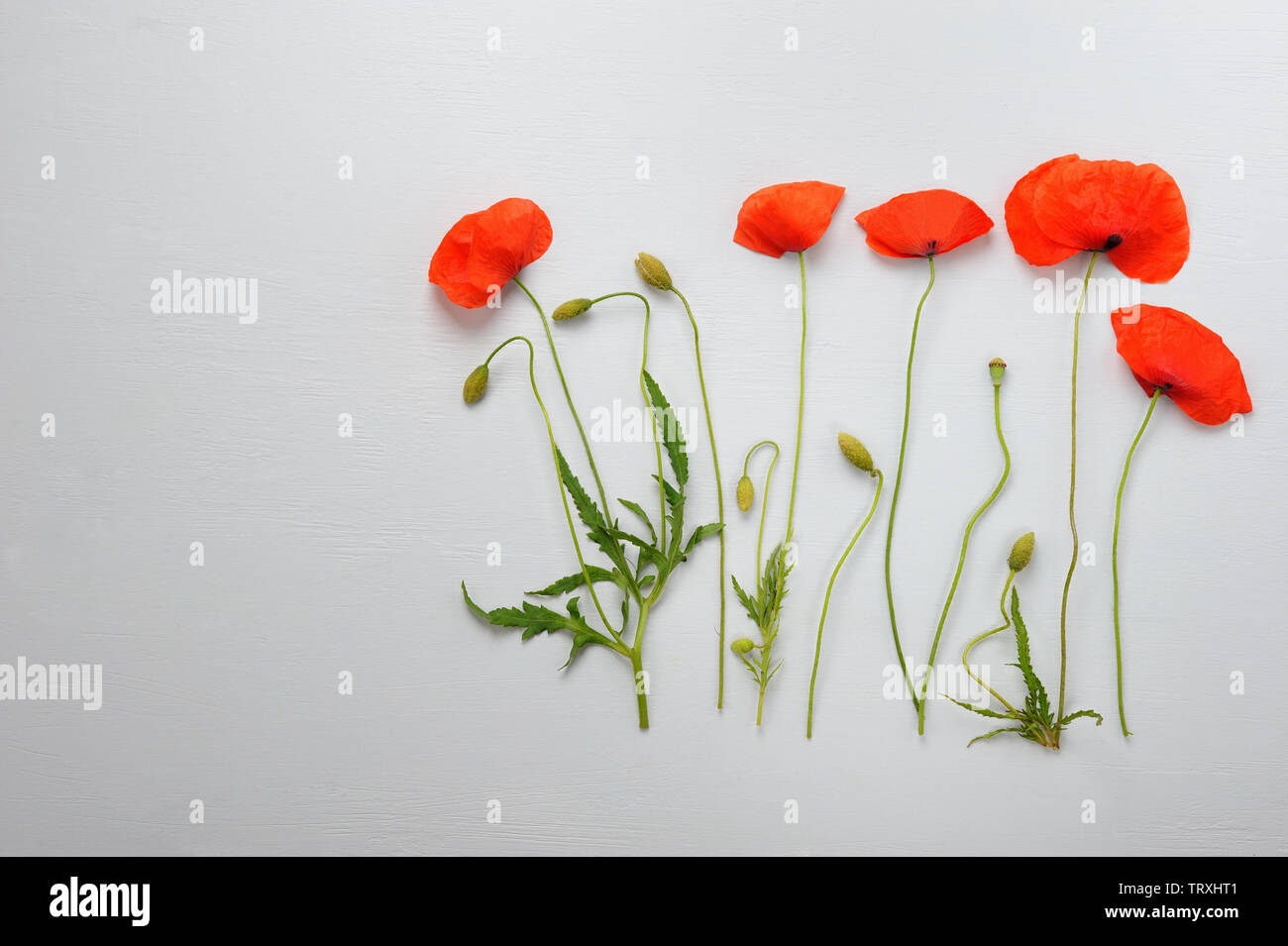 Creative layout made of blossom of five poppy over  grey textured background . Poppies on gray with copy space,top view in minimal style for lettering Stock Photo
