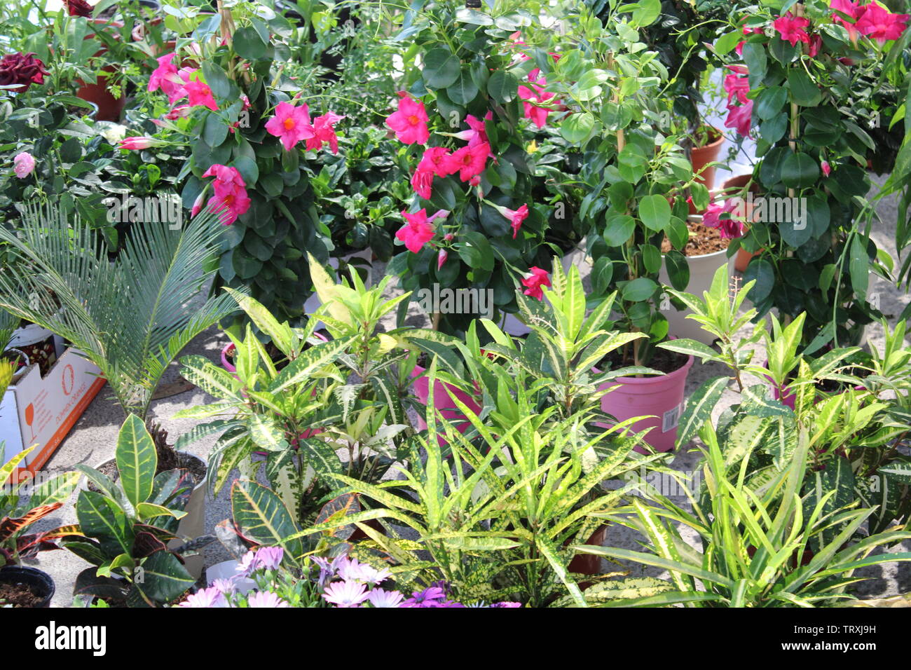 Climbing plants with pink flowers and other types of plants Stock Photo