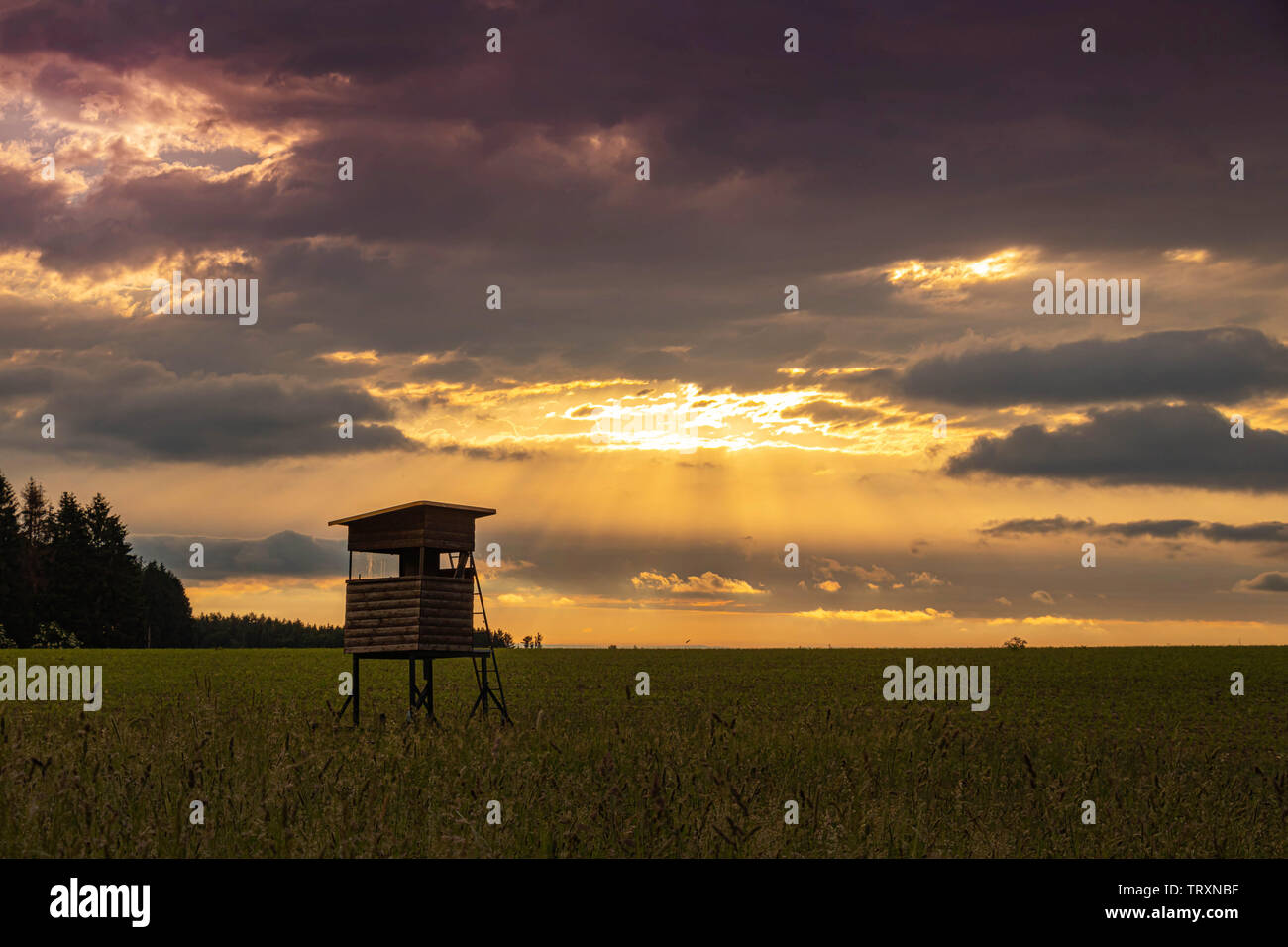 agriculture grain field with deer stand at sunset in Germering, Bavaria Stock Photo