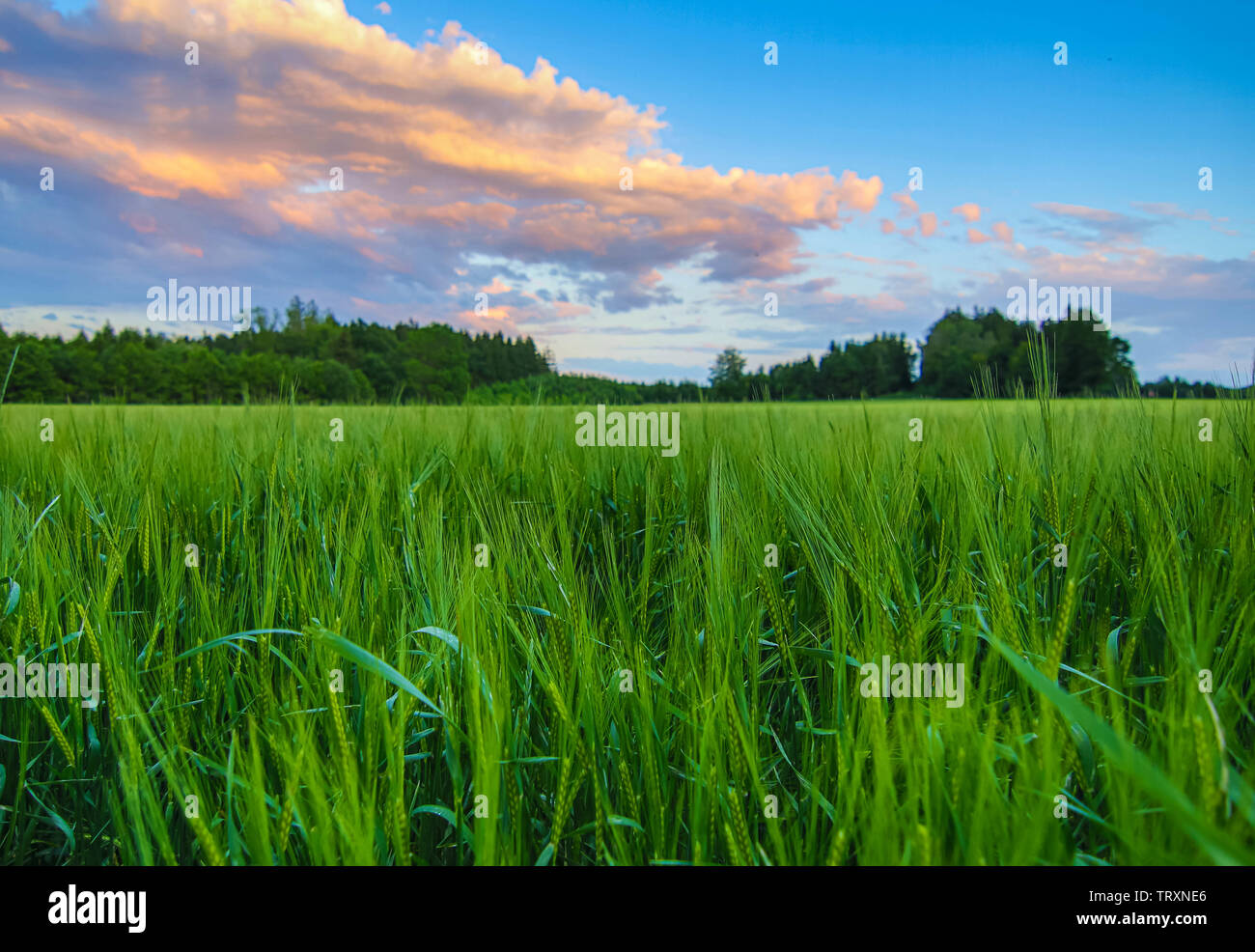 agriculture grain field in Germering, bavaria Stock Photo - Alamy