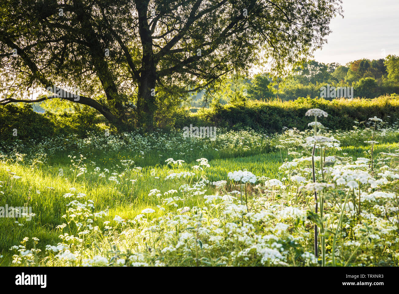 Cow Parsley at the edge of a field on a an early summer's morning. Stock Photo