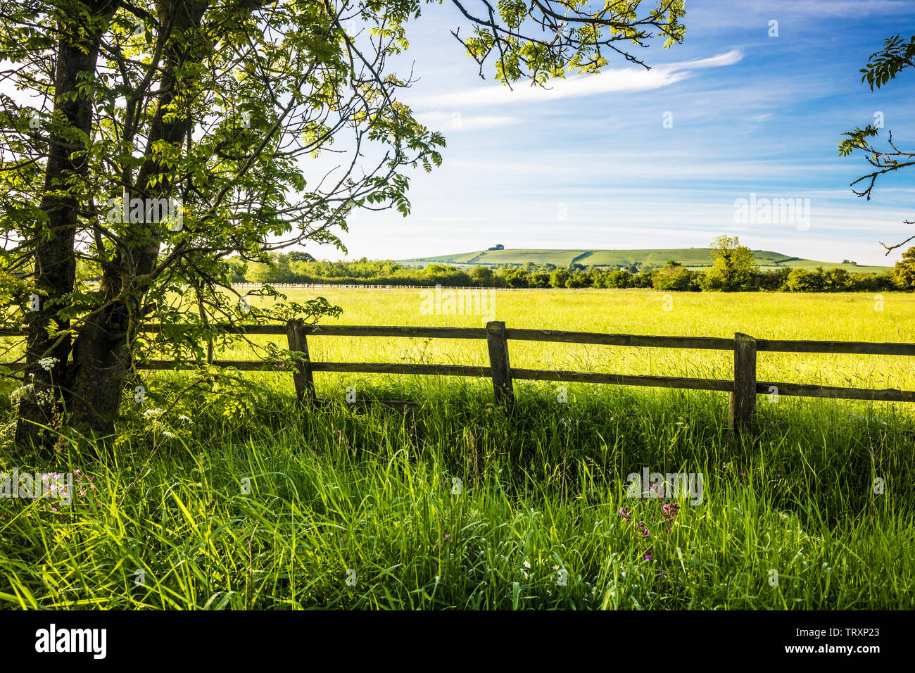 The view towards Liddington Hill near Swindon, Wiltshire on a an early summer's morning. Stock Photo