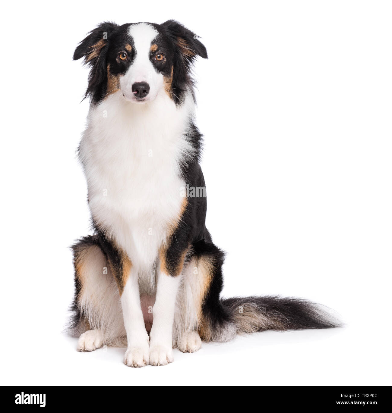 Australian Shepherd dog on white Stock Photo Alamy