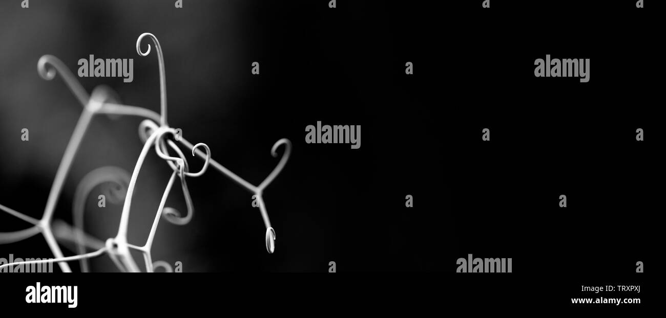 Black White Floral Decorative Background Abstract Elegant