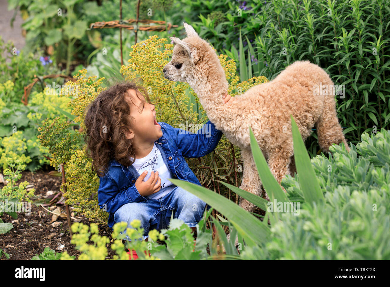 This cute one day old Alpaca has been born at Bocketts Farm in Surrey