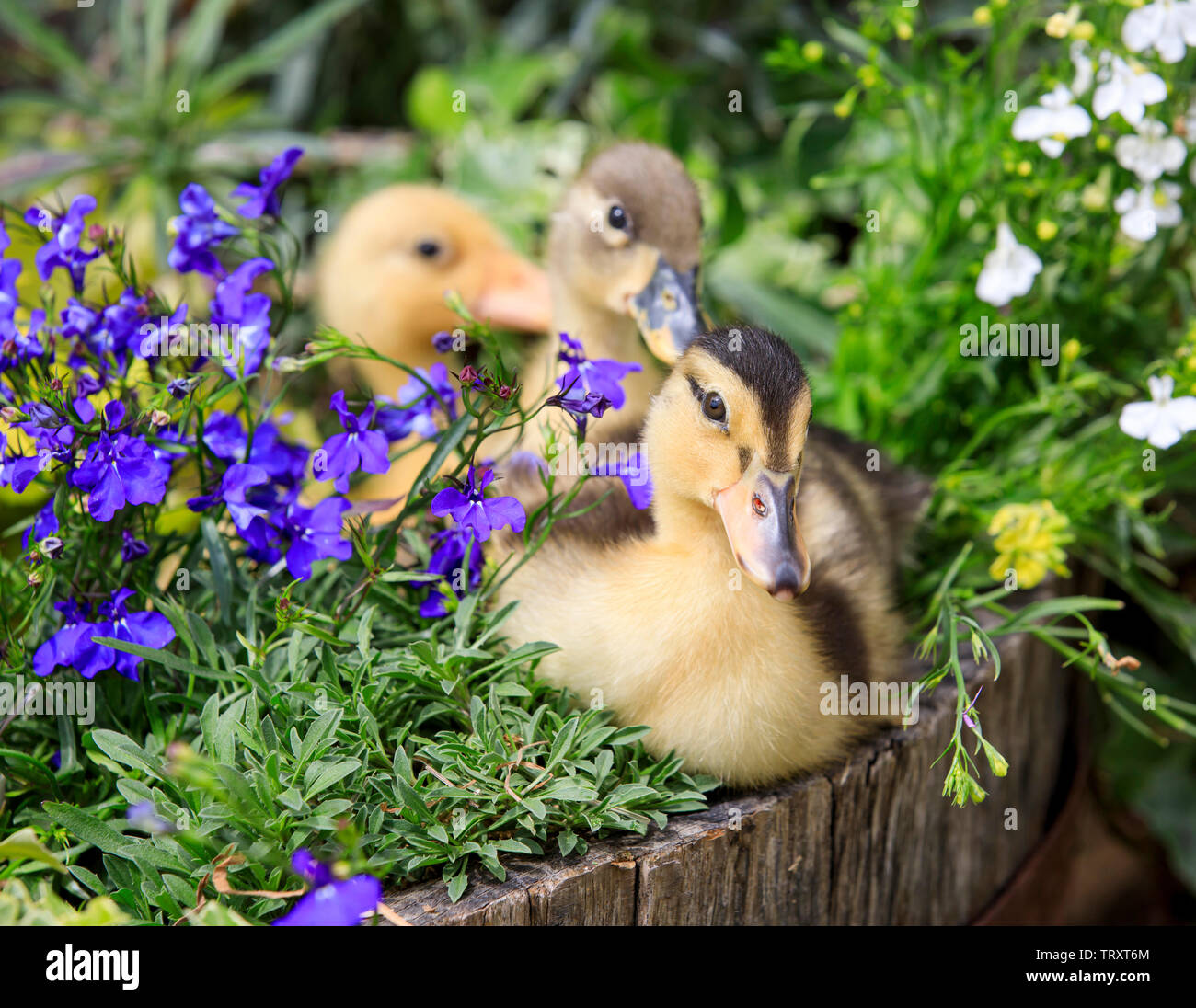 Duckies farm hires stock photography and images Alamy