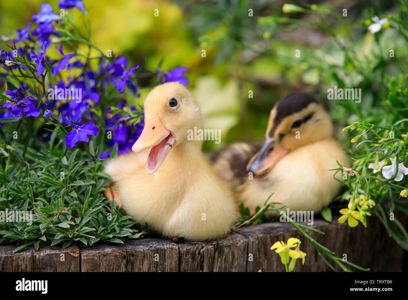 Three fluffy duckling have been born at Bocketts Farm in Surrey and are