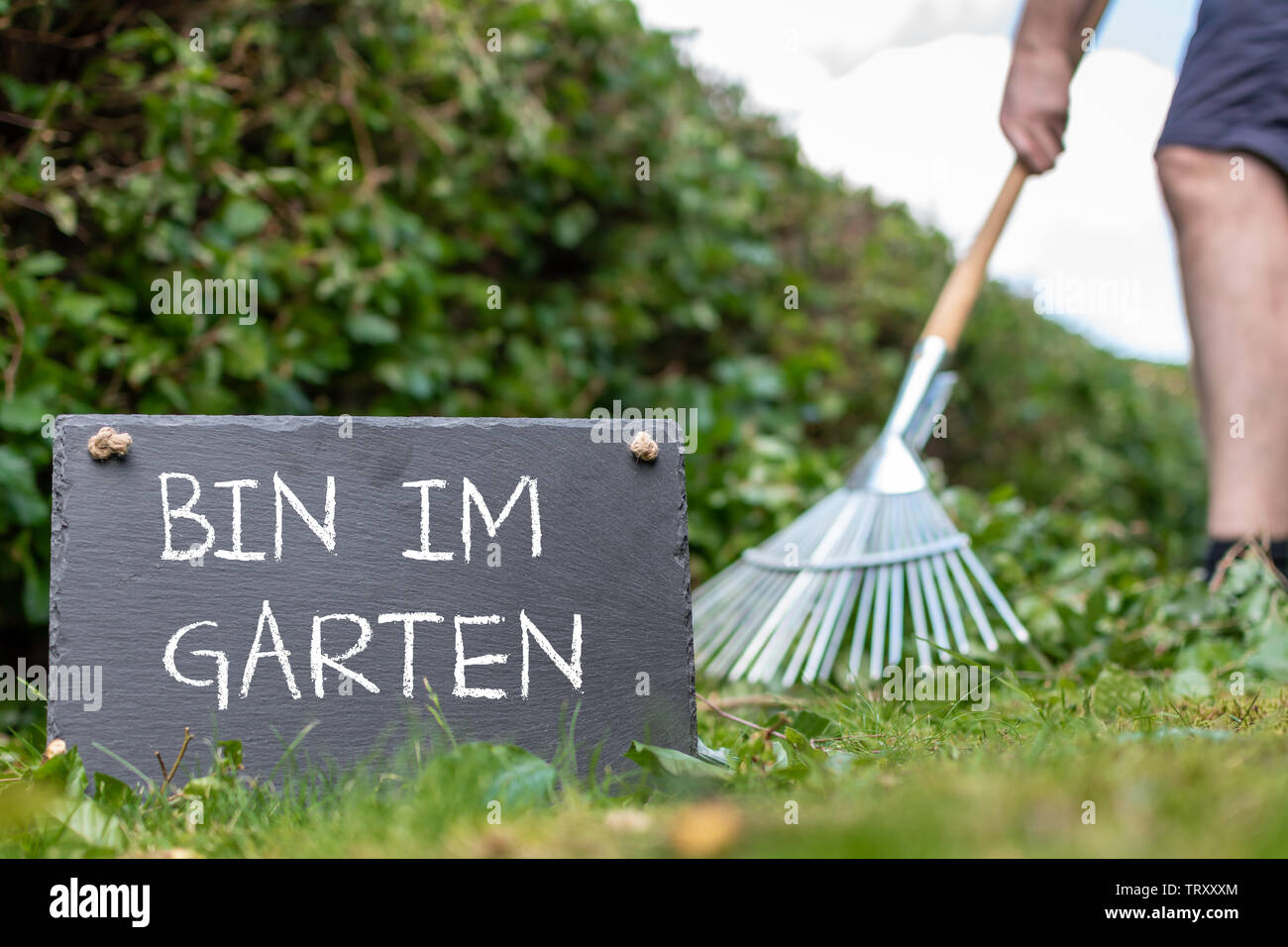 Work in the garden. Man is raking leaves of a freshly cut hornbeam hedge. The German sentence 'Bin im Garten' ('I'm in the garden' in English) is writ Stock Photo