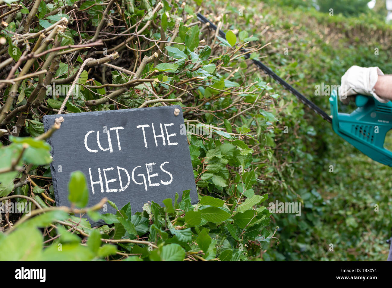 Work in the garden. Man is cutting a hornbeam hedge. The sentence 'cut the hedges' is written on a slate. Stock Photo