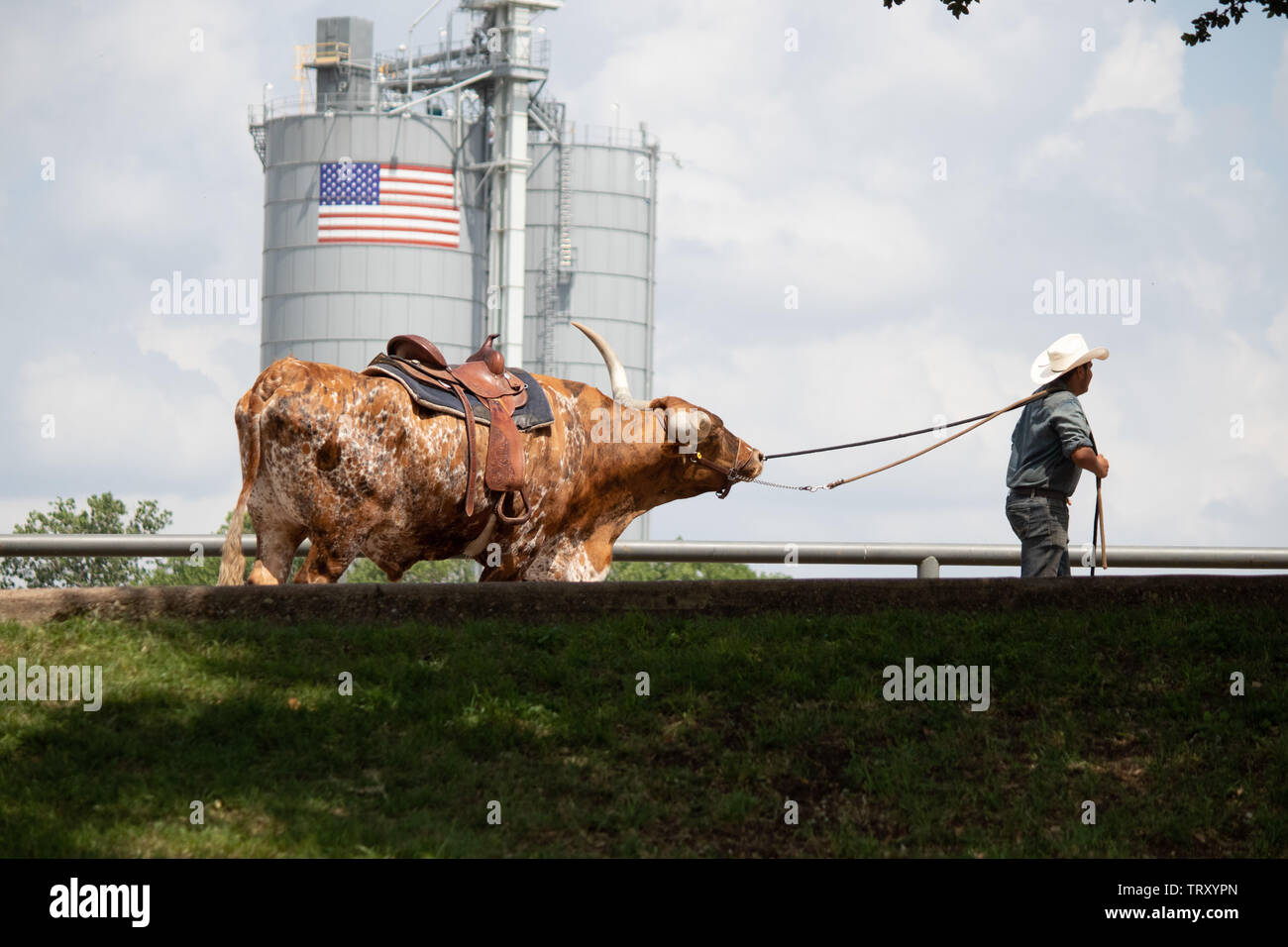 Cowboy Pulling Cattle High Resolution Stock Photography and Images - Alamy