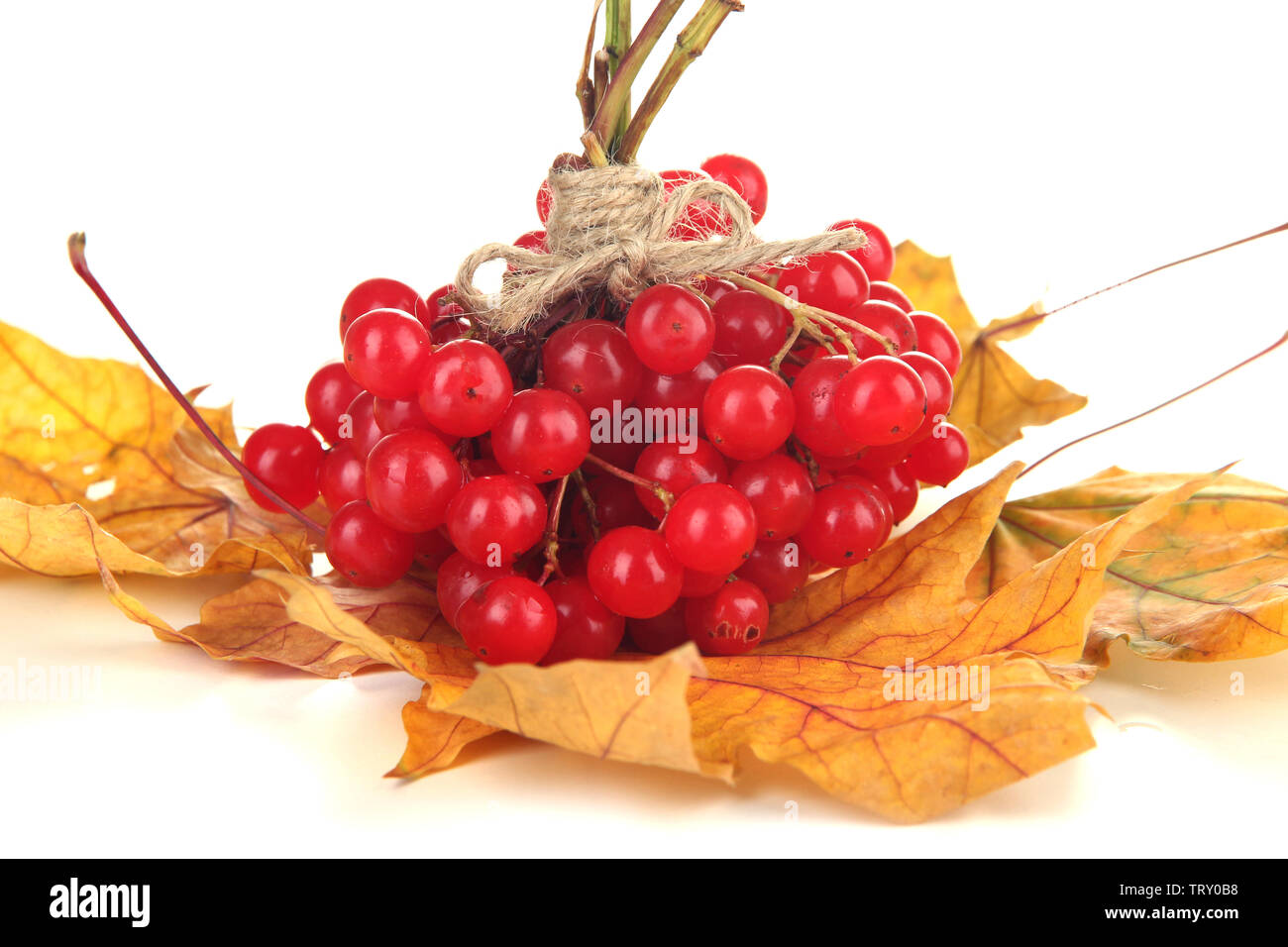 Red berries of viburnum on yellow leaves isolated on white Stock Photo ...