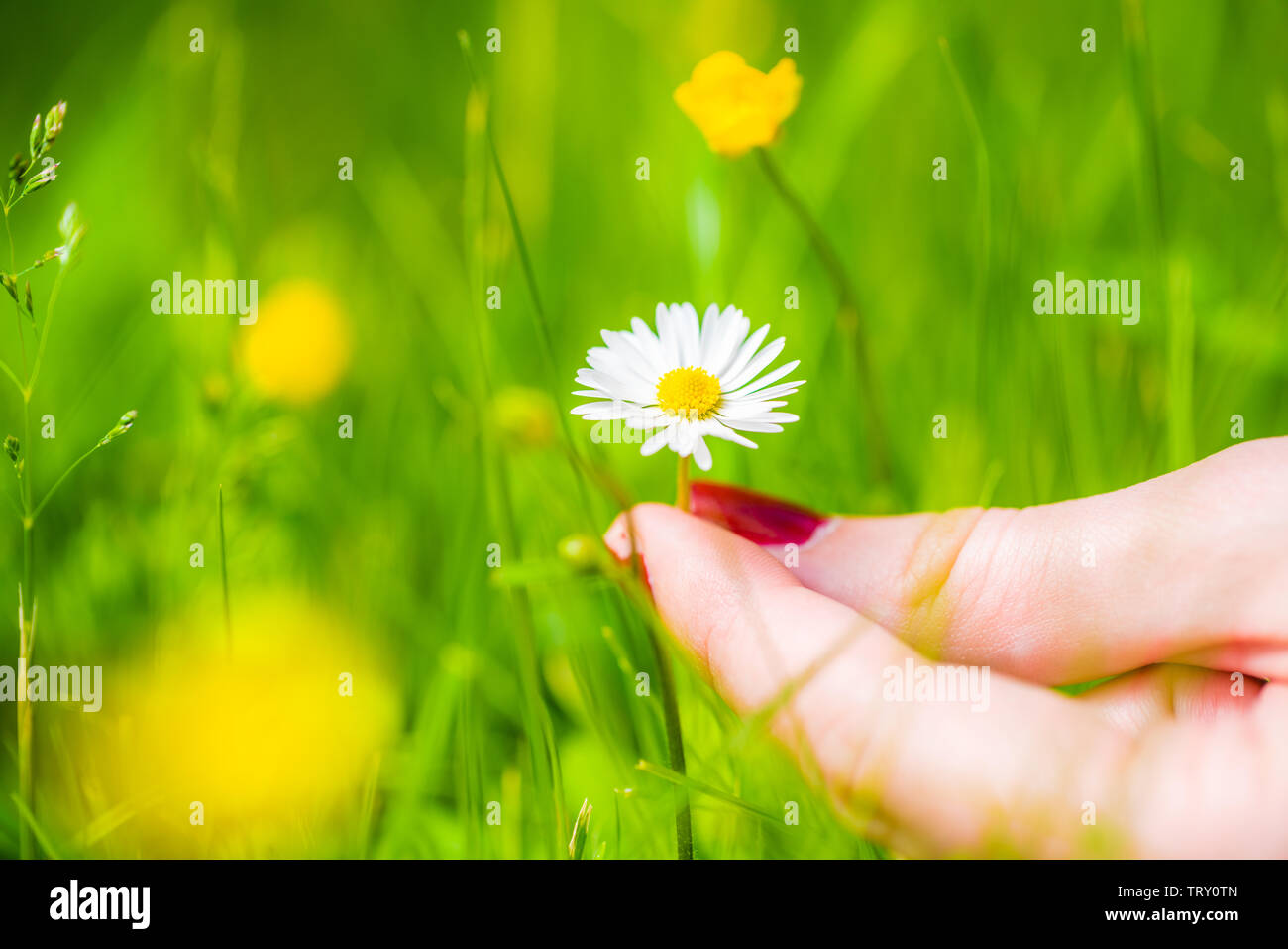 Hands Old Woman Holding Daisy Flowers Concept Longevity Seniors Day Stock  Photo by ©Tata_Go 393476926
